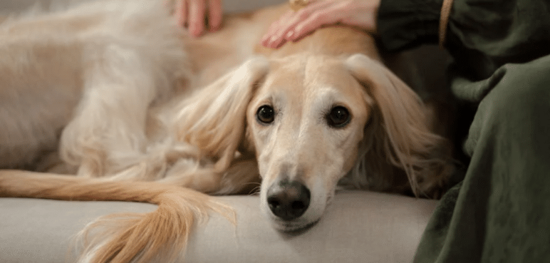 Interactuar con perros aumenta las ondas cerebrales ligadas al alivio del estrés
