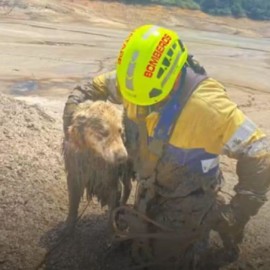 El conmovedor rescate de Bruno, el perro que quedó atrapado en lodo en Guatapé