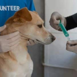 Vacunas para perros y gatos: Así debería aplicárselas a sus mascotas