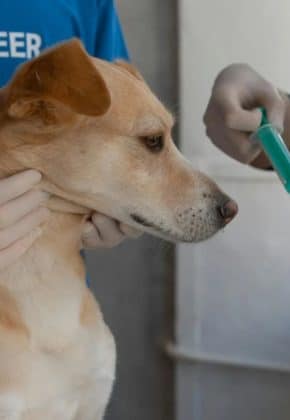 Vacunas para perros y gatos: Así debería aplicárselas a sus mascotas