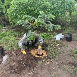 A más 380.000 aumentó el número de árboles en Cali, según diagnóstico