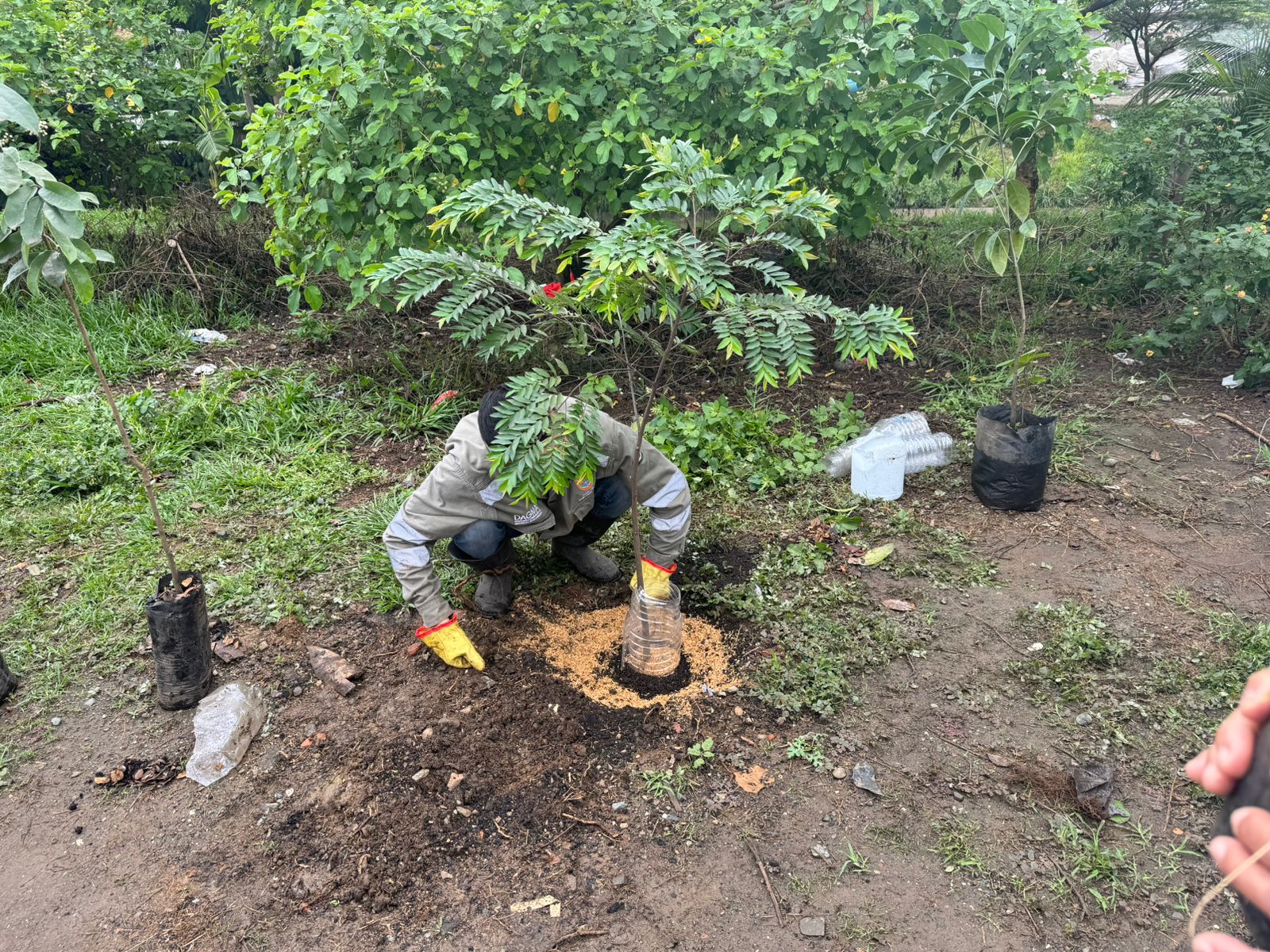 A más 380.000 aumentó el número de árboles en Cali, según diagnóstico