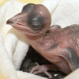 Un nuevo integrante a la familia del Zoo de Miami: Llega primera cría de ave cúa crestado