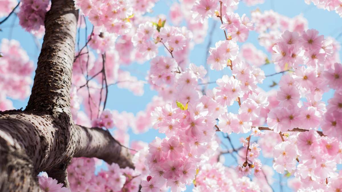 Cerezos florecen cada vez más en Japón por el cambio climático