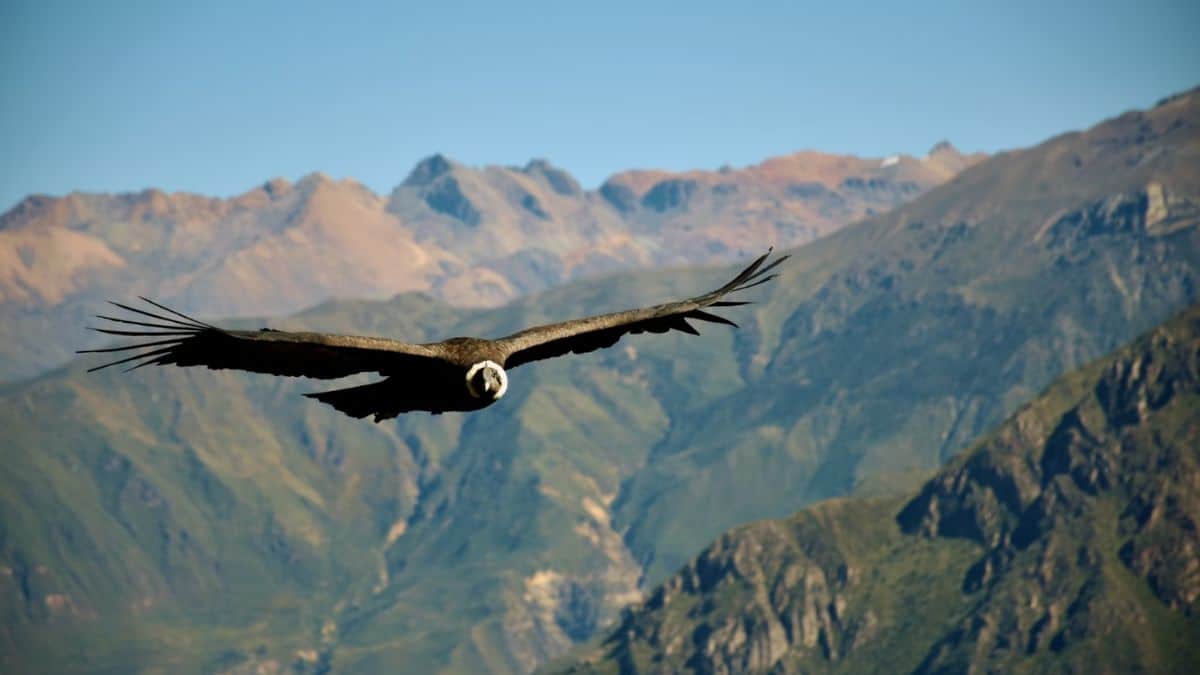 En video: Avistan cóndor de los Andes en el Valle del Cocora