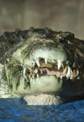 Ataque de cocodrilo en Australia acabó con la vida de una menor de edad