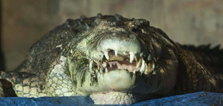 Ataque de cocodrilo en Australia acabó con la vida de una menor de edad