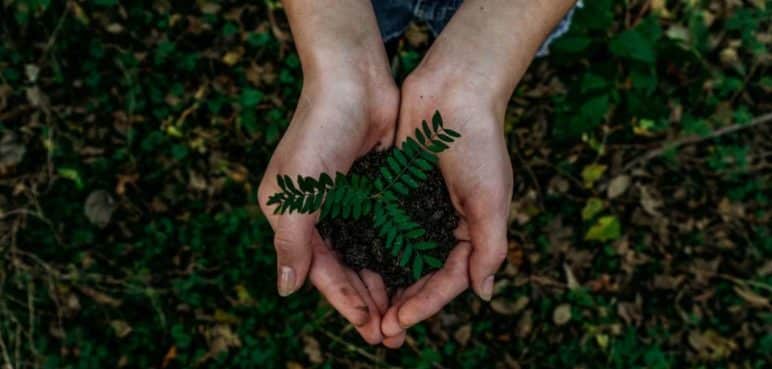 Cultivando vida: Una guía para plantar un árbol (simple y sin problemas)