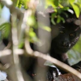 Más de 150 monos aulladores fallecieron en México, ¿cuál fue la causa?