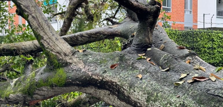 ¿Cuáles son las líneas de atención ciudadana para reportar temas ambientales en Cali? 