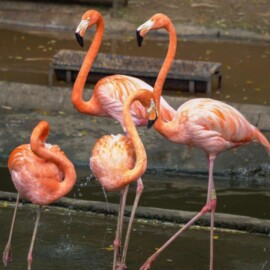 ¿Cuándo podrán entrar los menores de 12 años al Zoológico de Cali de manera gratuita?