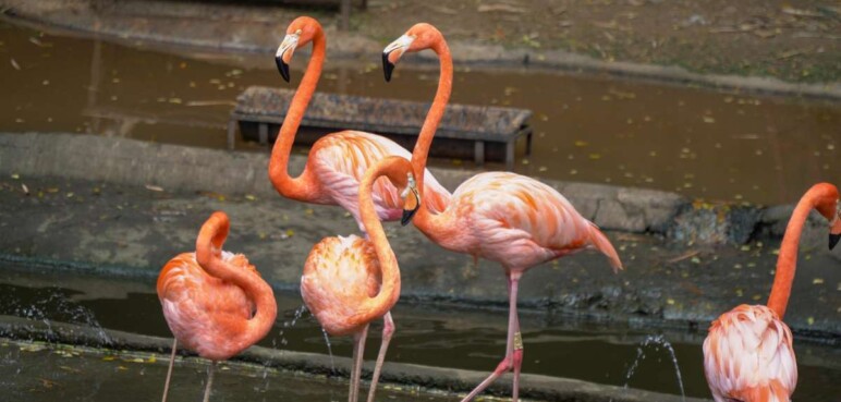 ¿Cuándo podrán entrar los menores de 12 años al Zoológico de Cali de manera gratuita?