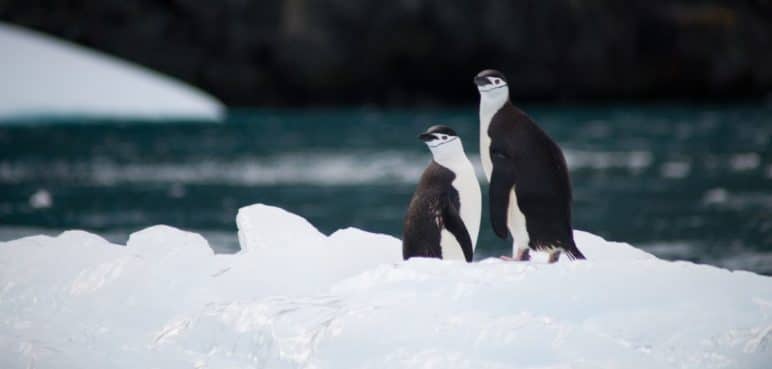 La Antártida: Un mundo de misterios y curiosidades escondido bajo el hielo