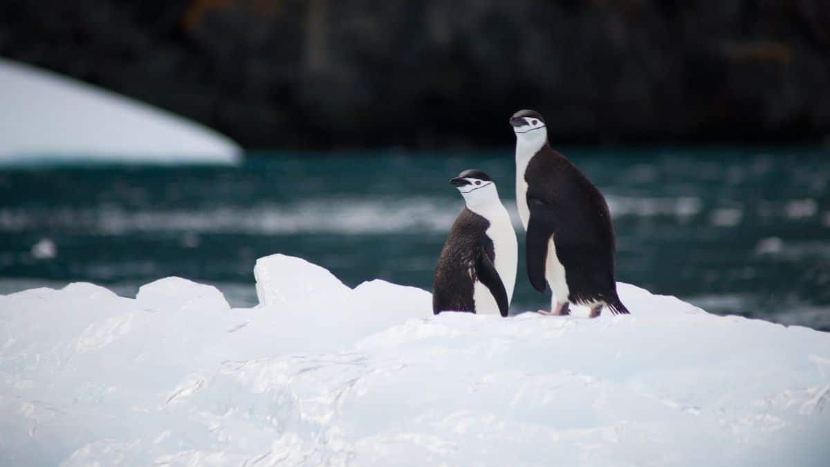La Antártida: Un mundo de misterios y curiosidades escondido bajo el hielo