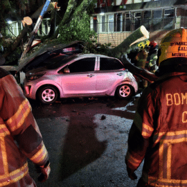 Emergencias en Cali por lluvias: Enorme árbol cayó cerca a la Clínica Rafael Uribe