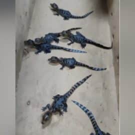 Asombroso hallazgo: 16 crías de babilla fueron rescatadas en Jamundí, Valle