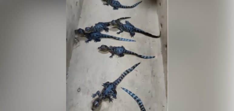 Asombroso hallazgo: 16 crías de babilla fueron rescatadas en Jamundí, Valle