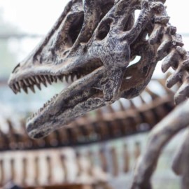 Encuentran restos de un "dinosaurio latino" que vivió hace millones de años