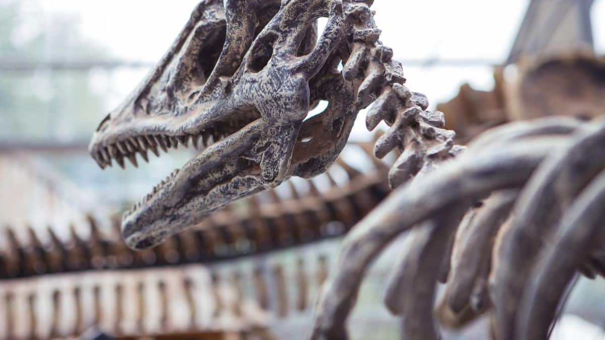 Encuentran restos de un "dinosaurio latino" que vivió hace millones de años
