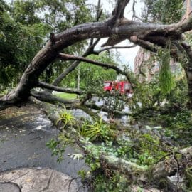 Emergencia por árbol caído tras fuertes lluvias en el sur de Cali