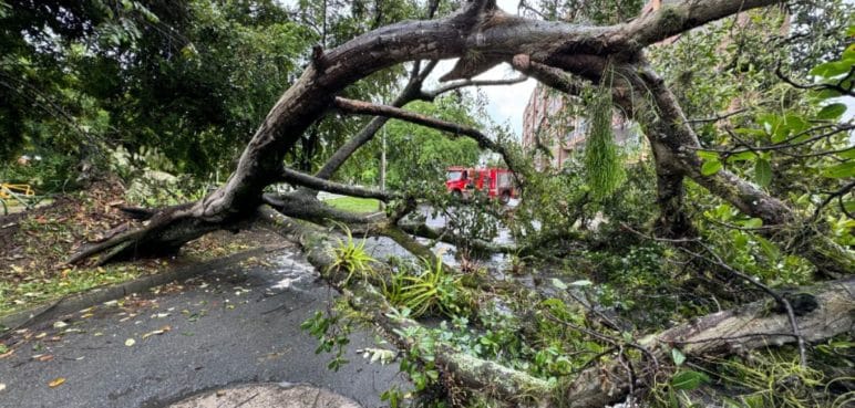 Emergencia por árbol caído tras fuertes lluvias en el sur de Cali