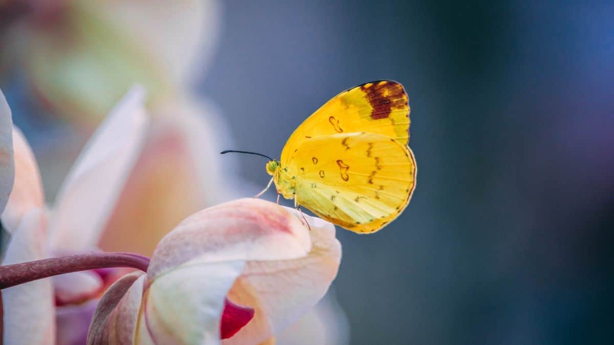 'Realismo mágico': Mariposas amarillas hicieron espectacular 'show' en carreteras