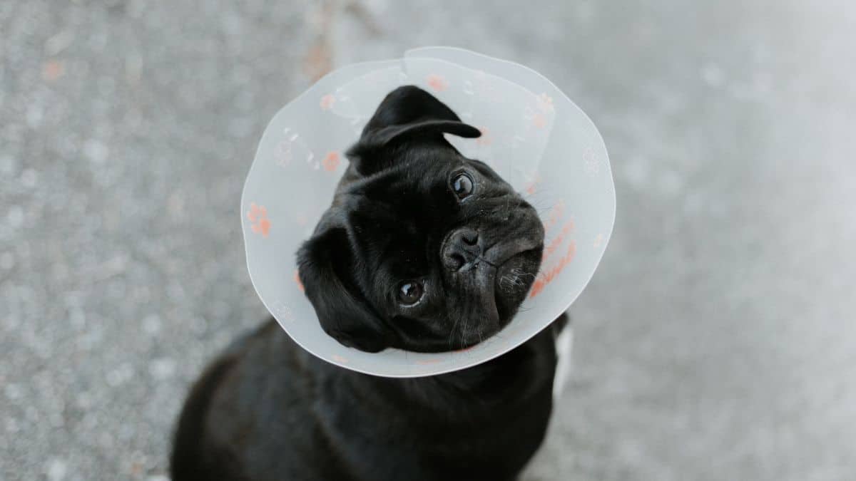 Primeros auxilios para mascotas: Esto es lo que debería hacer ante una emergencia