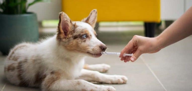 'Tips' para darle el medicamento a su mascota (rápido y sin complicaciones)