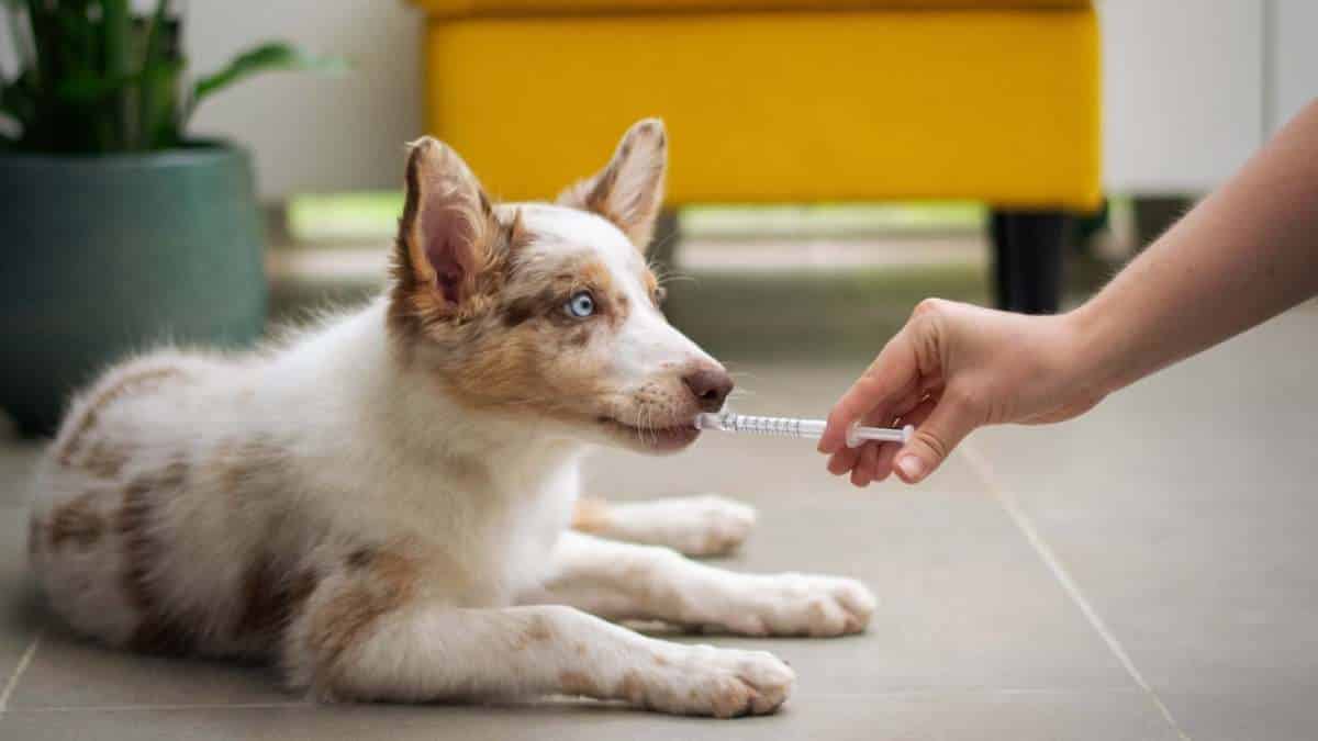 ¿Se le puede dar acetaminofén a los perros? Expertos despejan dudas