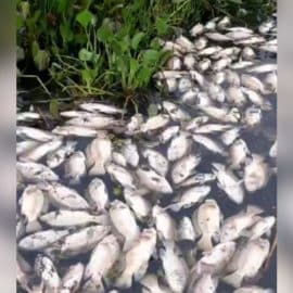 ¿A qué se debe la muerte masiva de peces en la Laguna de Sonso?