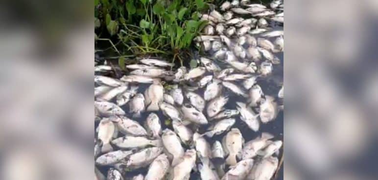 ¿A qué se debe la muerte masiva de peces en la Laguna de Sonso?