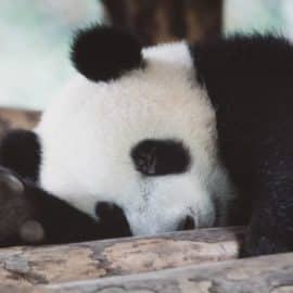 China repatriará a los últimos pandas gigantes de Estados Unidos, ¿Por qué?