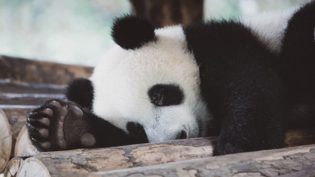 China repatriará a los últimos pandas gigantes de Estados Unidos, ¿Por qué?