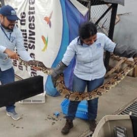 Rescatan a impresionante Boa Constrictor en zona rural del sur de Cali