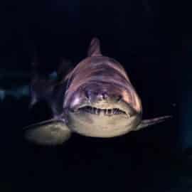 Video: Tiburón de casi medio milenio fue visto en Groenlandia