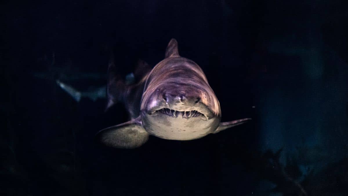 Video: Tiburón de casi medio milenio fue visto en Groenlandia
