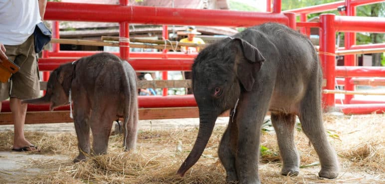 Doble Milagro: Elefanta en Tailandia da a luz a gemelos de distinto sexo