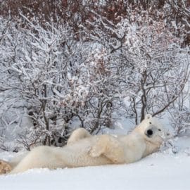 ¿Osos polares están en riesgo? Científicos advierten "inminente" desaparición