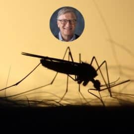 Bill Gates y el criadero de mosquitos más grande que está en Colombia