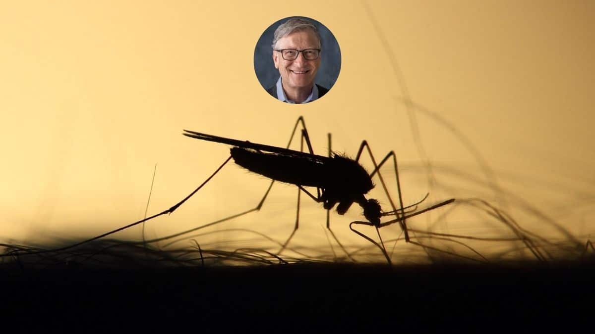 Bill Gates y el criadero de mosquitos más grande que está en Colombia