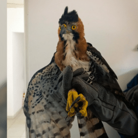 Rescate del Águila crestuda real en el Valle: Un esfuerzo por la conservación de la especie