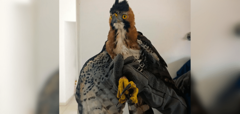 Rescate del Águila crestuda real en el Valle: Un esfuerzo por la conservación de la especie