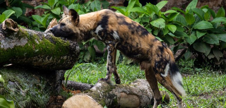 Conozca aquí cómo llegar al Zoológico de Cali en el transporte masivo MÍO