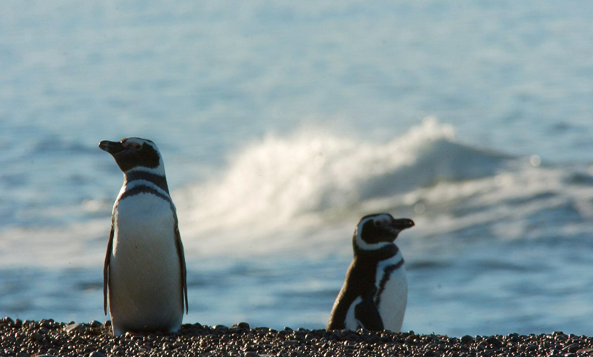 ¡De vuelta a su hogar! Pingüinos regresan al mar tras ser rescatados por desnutrición