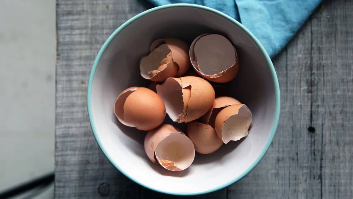 Los versátiles usos de las cáscaras de huevo; una solución más para el hogar