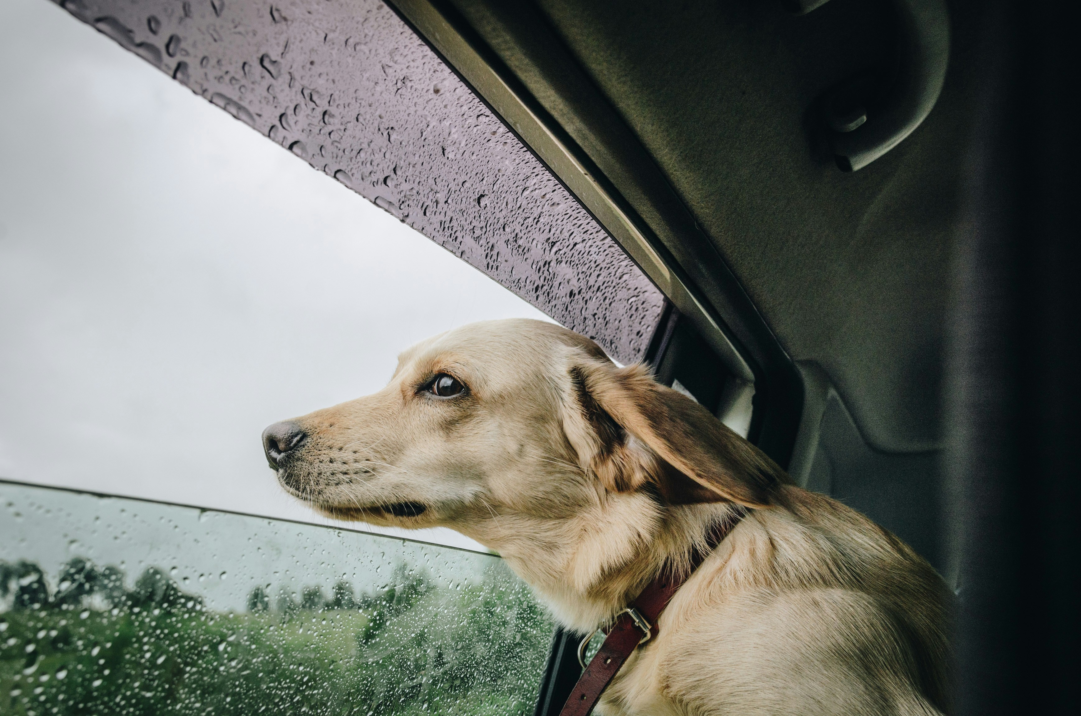 perro viajando en vehículo