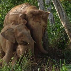 Hay alerta por peligro de extinción del Elefante de Borneo, 'el más pequeño del mundo'