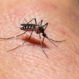 Conozca la programación de fumigación contra el dengue en Cali