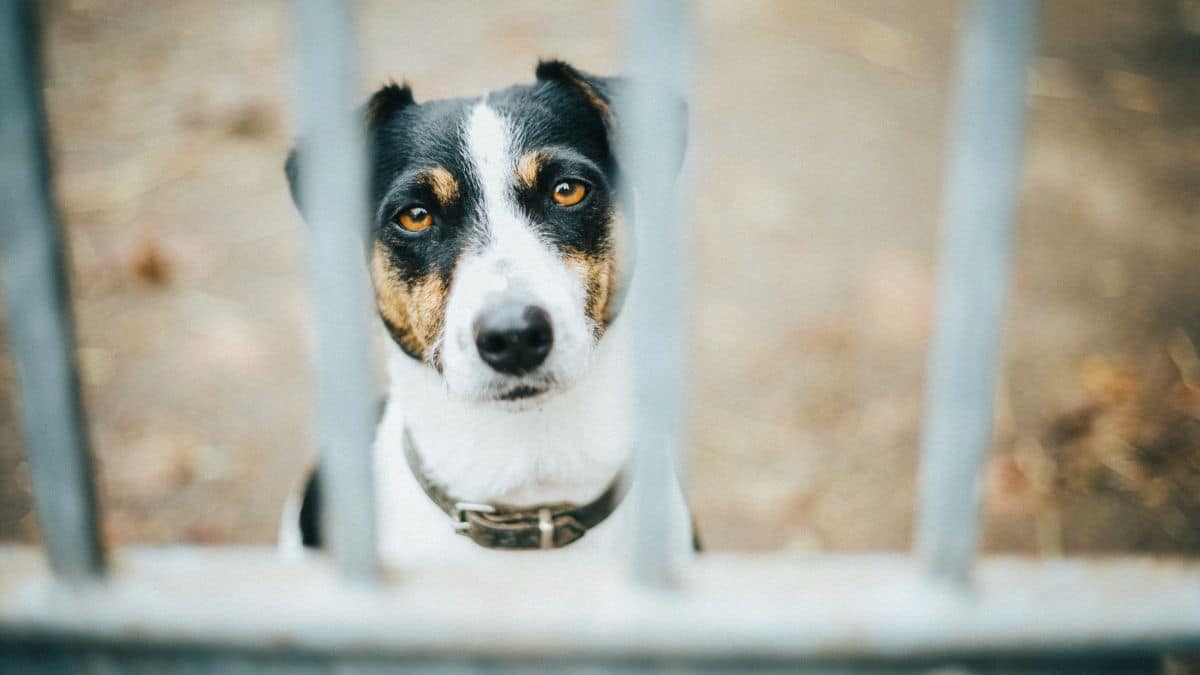 Esta es la 'fórmula' para calcular la edad de un perro según la ciencia; depende de cada raza