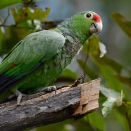 Preparativos para la COP16: 74 animales son liberados en Buenaventura